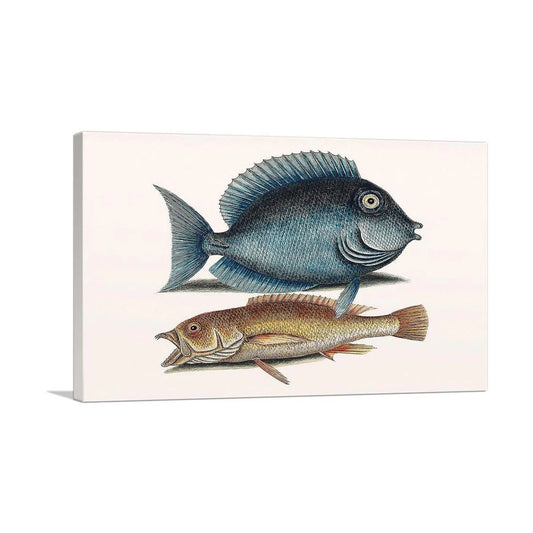 Tang Fish Yellow Fish