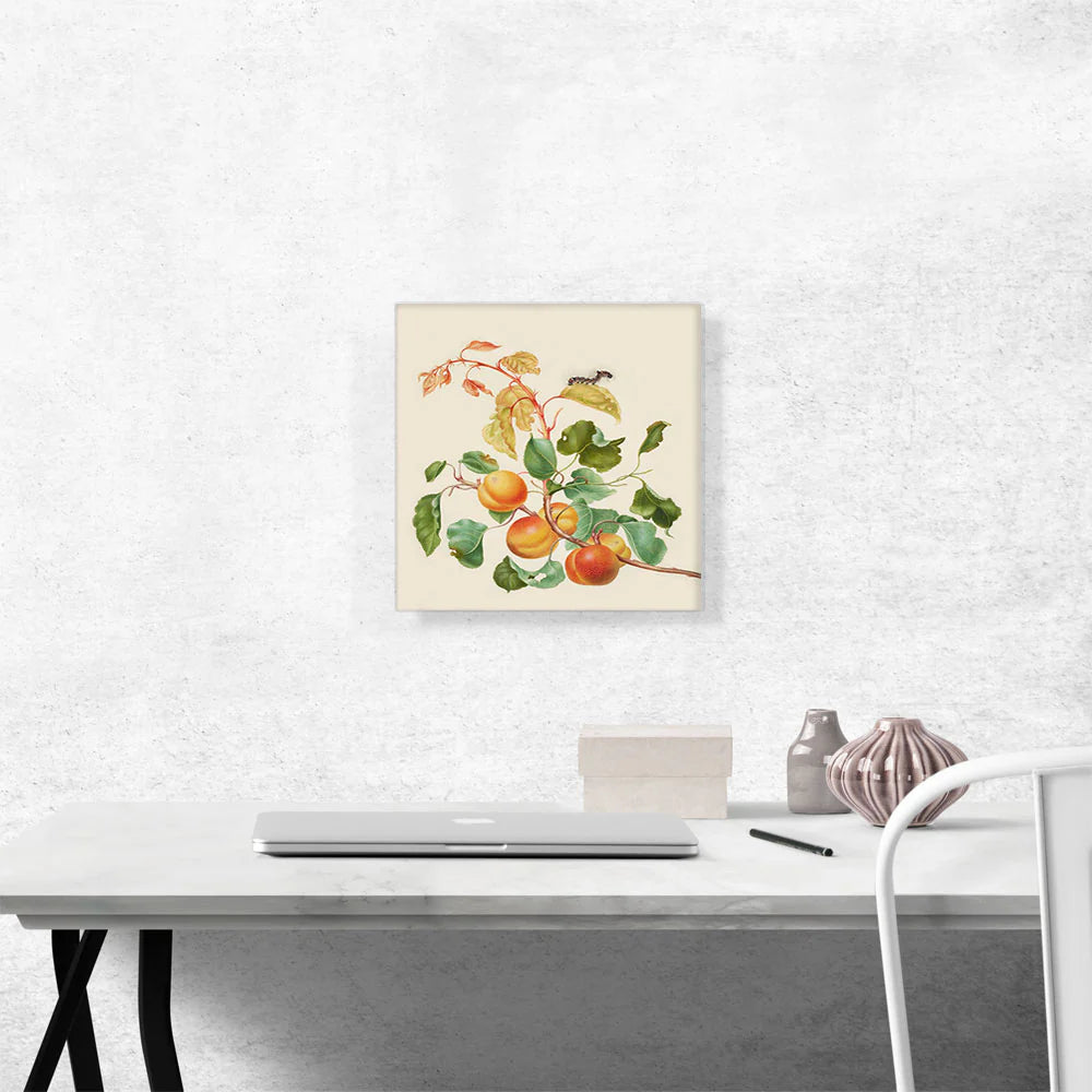 Apricot Branch with Dark Dagger Moth Caterpillar 1705
