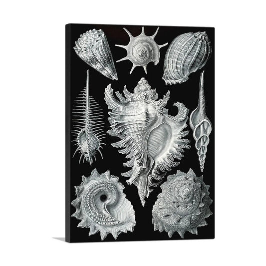 Prosobranchia Sea Land Freshwater Snails