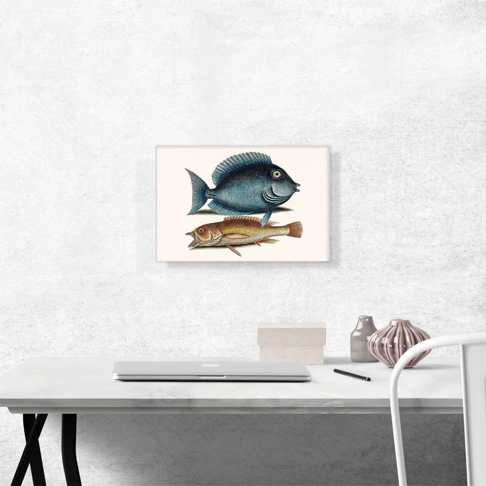 Tang Fish Yellow Fish